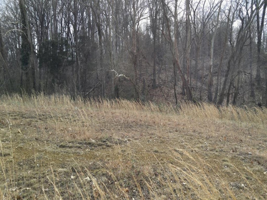 590 Newt Good Road, Unit 12 Limestone, TN 37681 - Photo 2 of 3 Front to Bk Woods and Creek