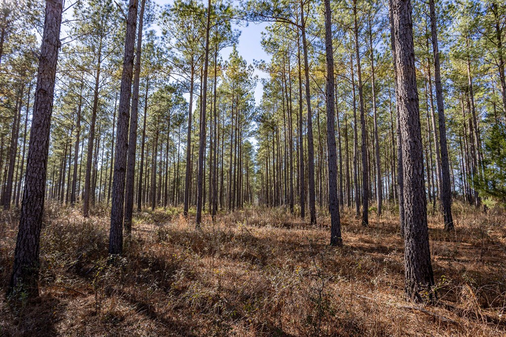 0 Bruner Pond Road Ashford, AL 36312 - Photo 23 of 30