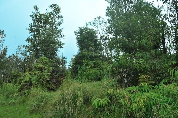 31 Leila Road Mountain View, HI 96771 - Photo 2 of 7