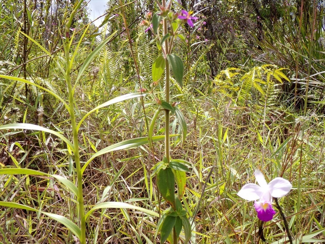 31 Leila Road Mountain View, HI 96771 - Photo 5 of 7