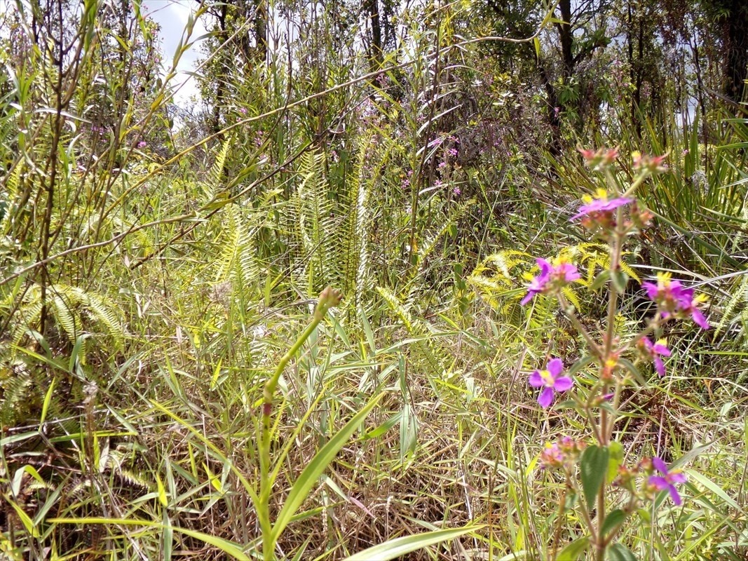 31 Leila Road Mountain View, HI 96771 - Photo 6 of 7