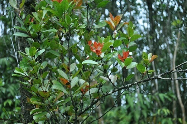 31 Leila Road Mountain View, HI 96771 - Photo 7 of 7