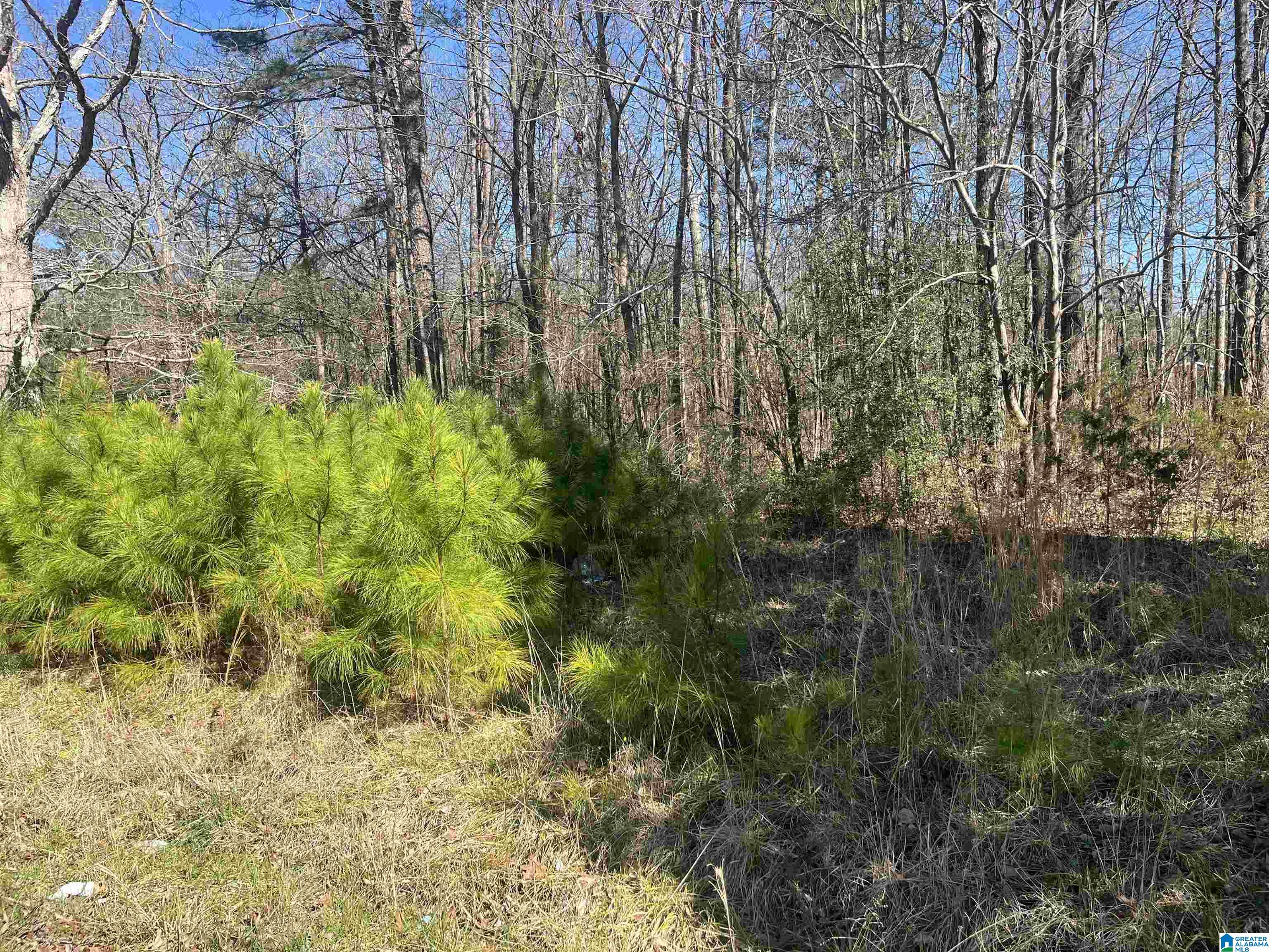 0 Union Road, Unit TRACT C Somerville, AL 35670 - Photo 3 of 6