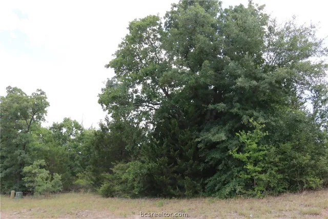 a view of a yard with plants and trees