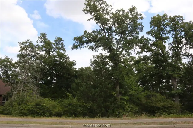 a view of a tree with a tree