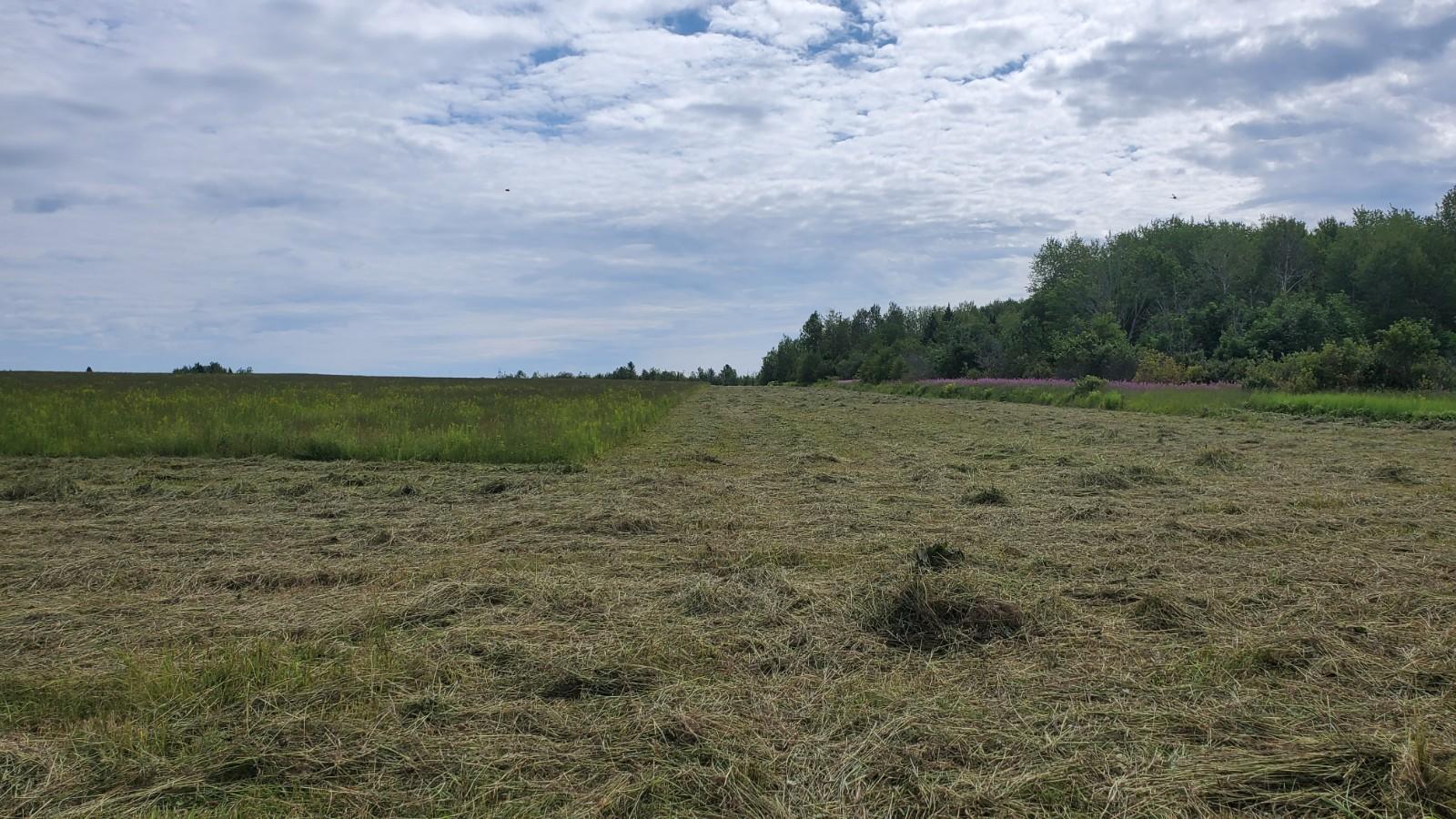 Lot 29 Rebel Hill Road Merrill, ME 04780 - Photo 3 of 11 20210723_101821