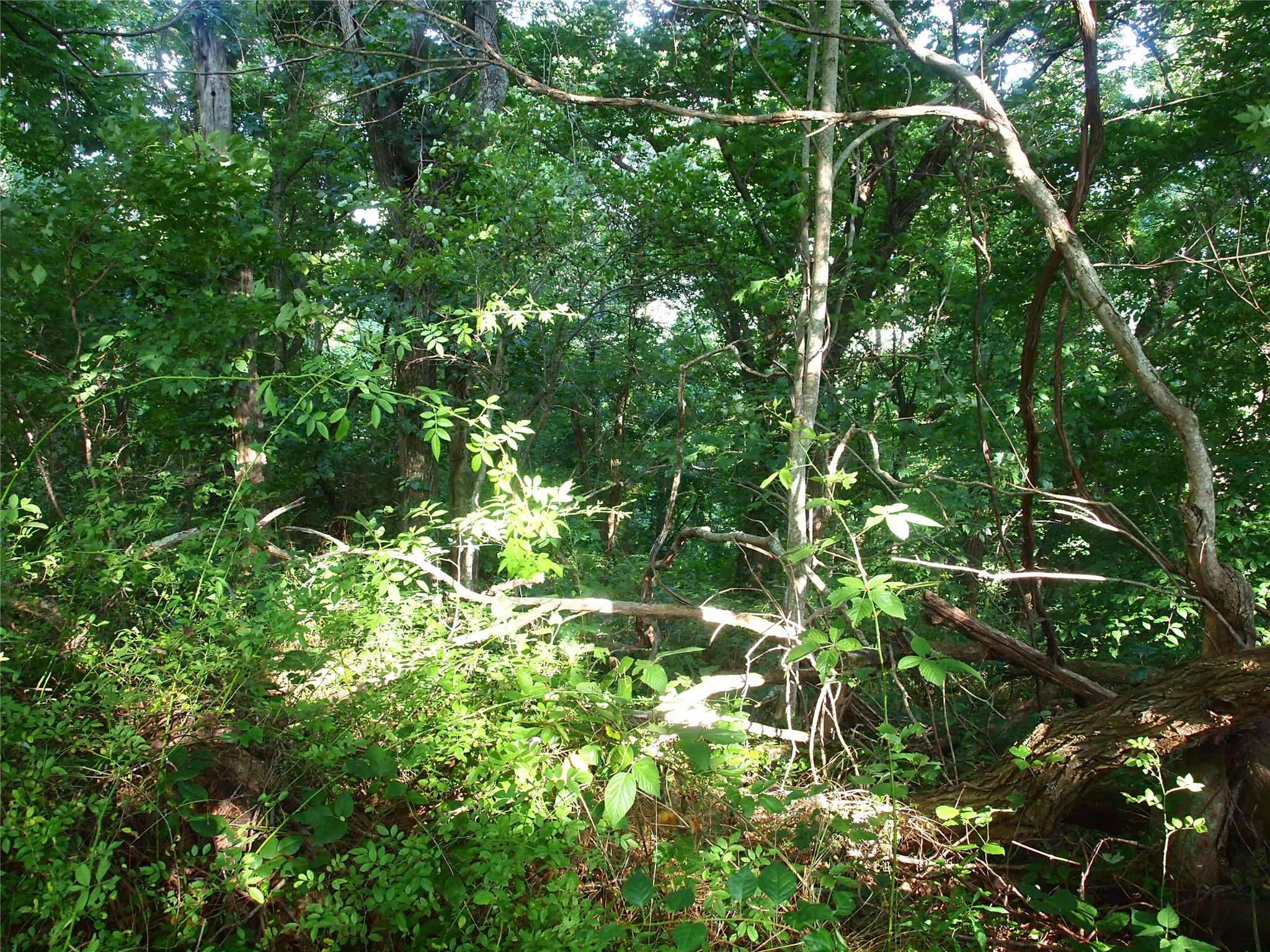 0 Porters Ridge, Unit 4 Canton, NC 28716 - Photo 8 of 12 a view of a tree in a garden
