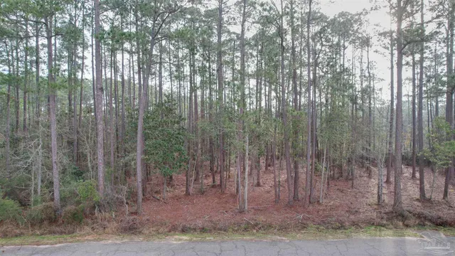 a view of a forest with trees in the background