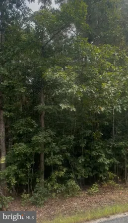 a view of a forest with a tree