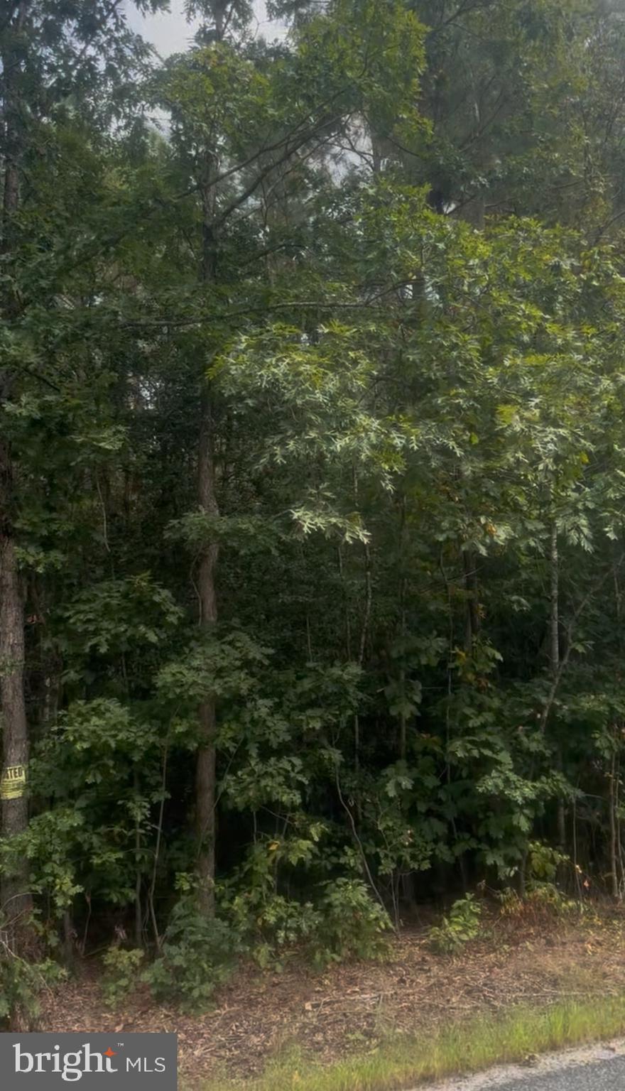 Log Cabin Beaverdam, VA 23015 - Photo 3 of 3 a view of a forest with a tree