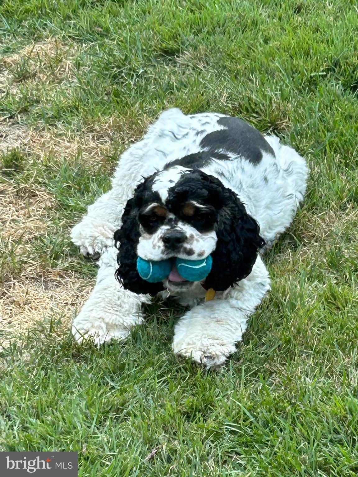 1713 Red Oak Road Williamstown, NJ 08094 - Photo 76 of 76 a backyard of a house with a yard and a fountain