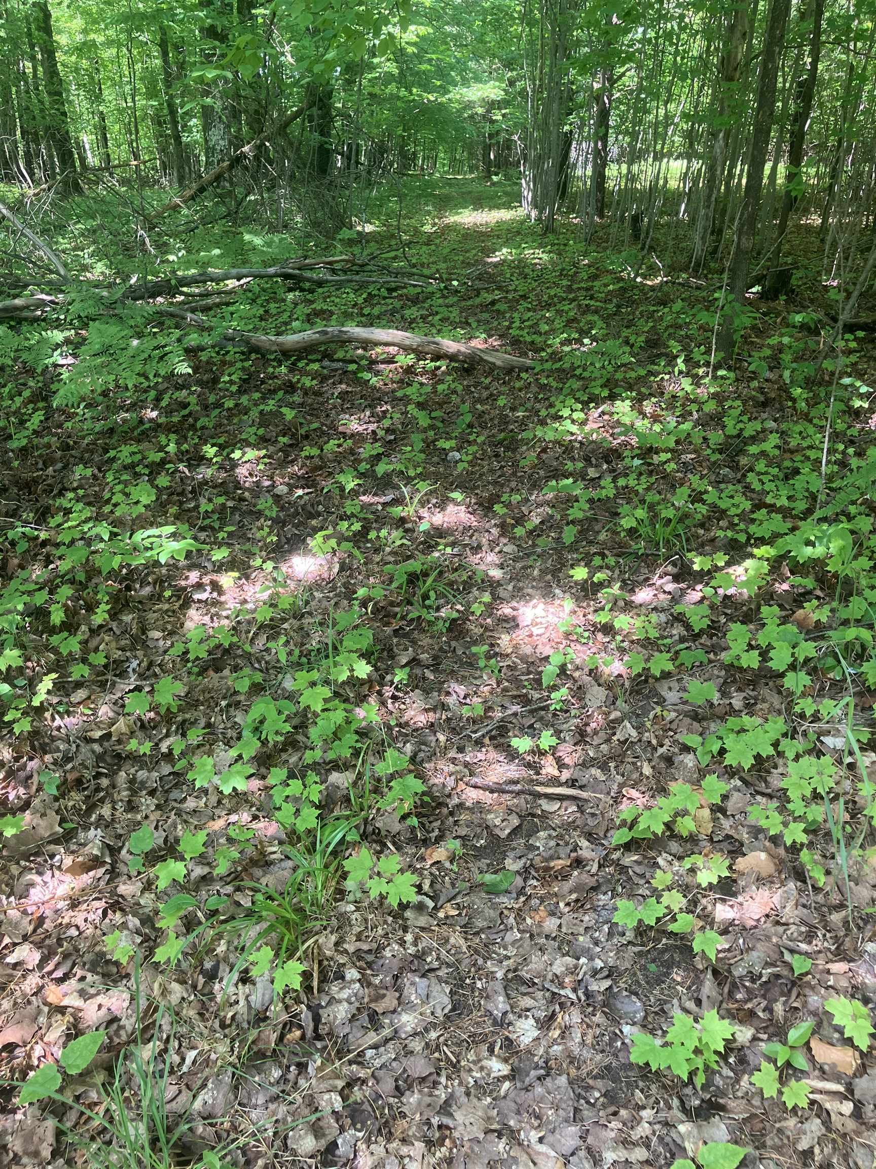 Tbd Dorman Road Northeast Kalkaska, MI 49646 - Photo 5 of 14
