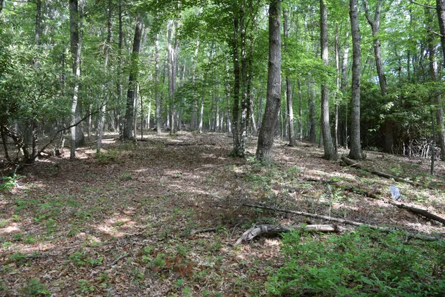 a view of a forest with trees in the background