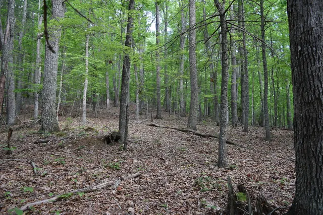 a view of a lush green forest