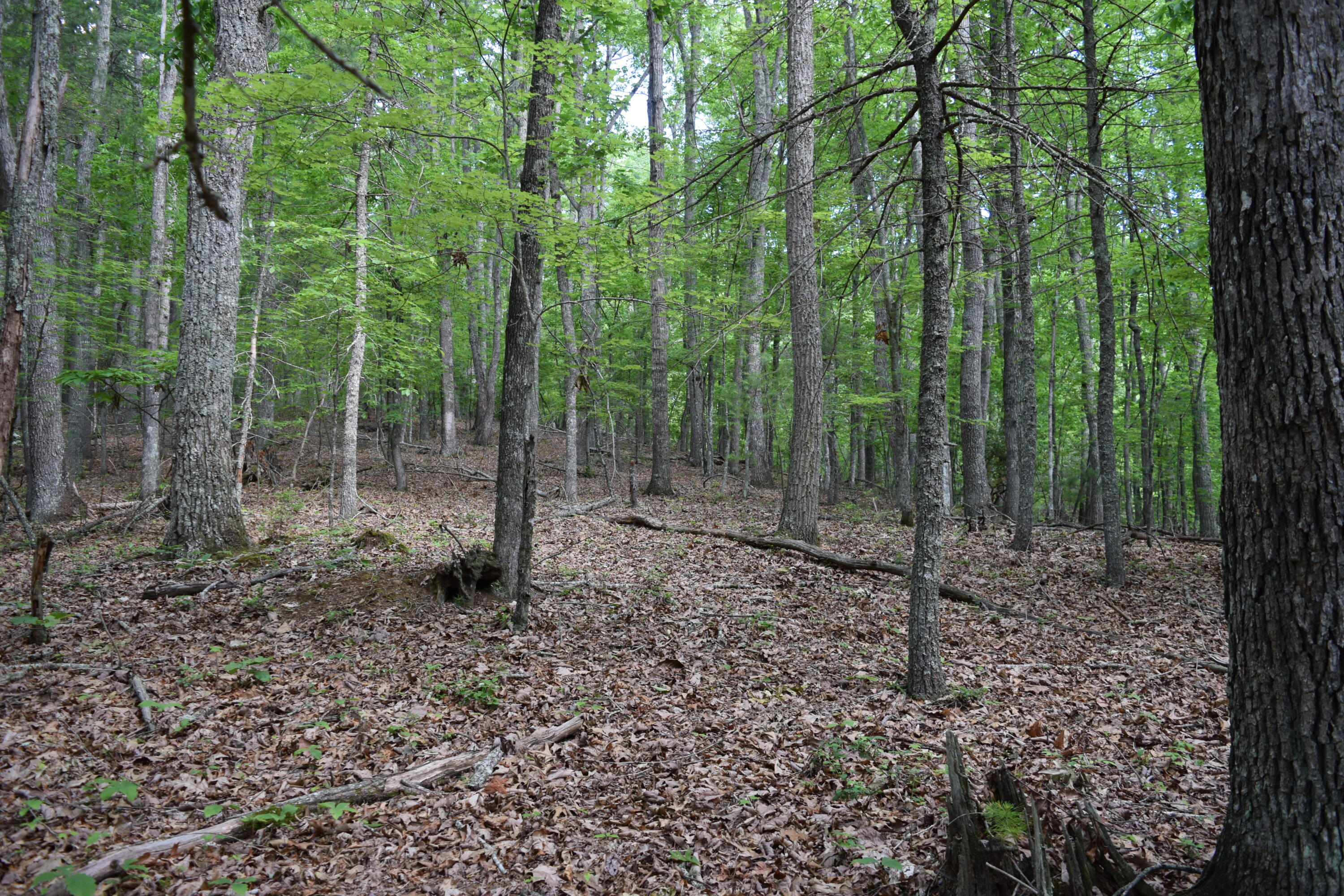 1866 Firehouse Road Northwest Willis, VA 24380 - Photo 15 of 78 a backyard of a house with lots of green space