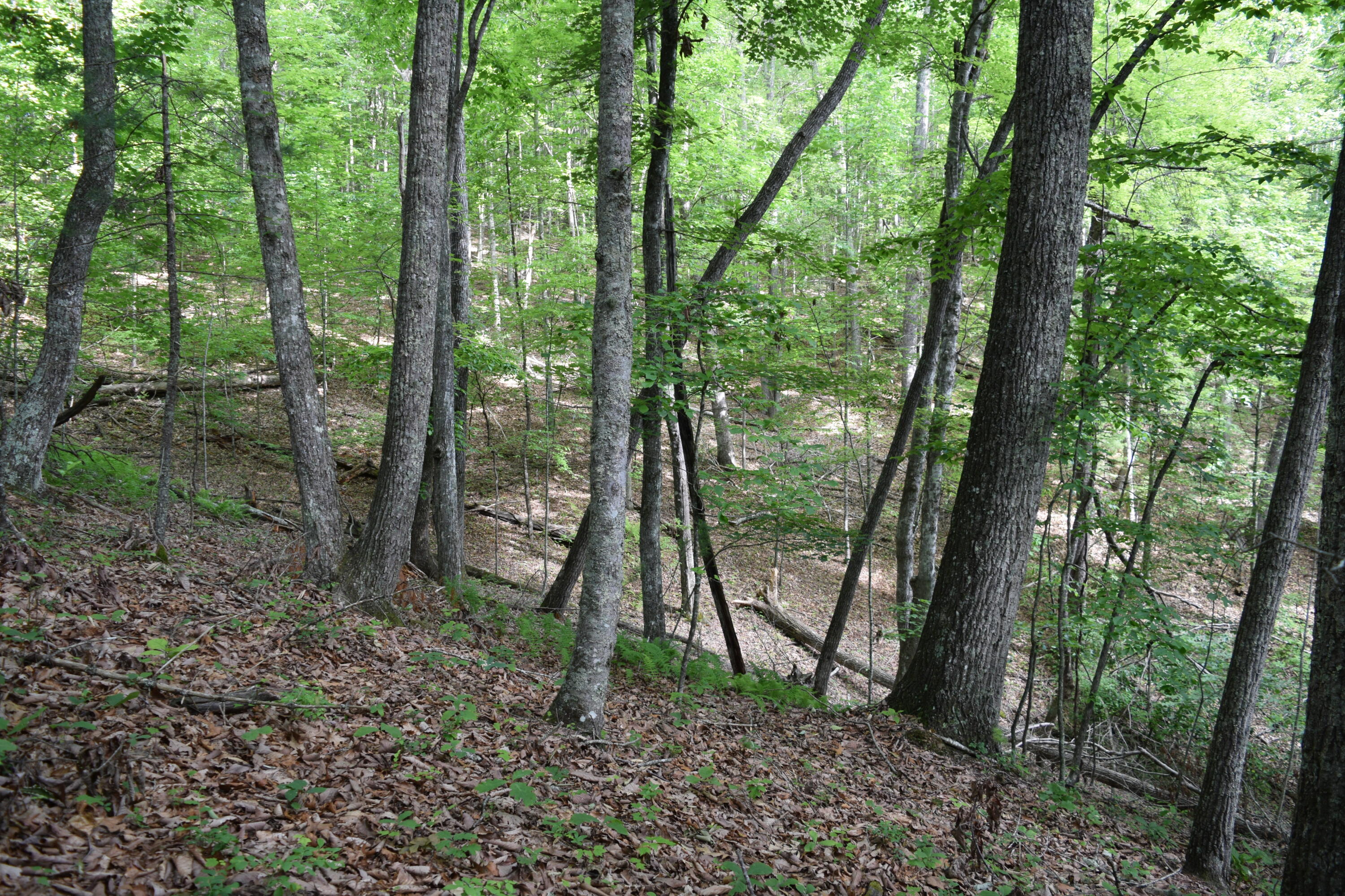 1866 Firehouse Road Northwest Willis, VA 24380 - Photo 17 of 78 a view of outdoor space and green space