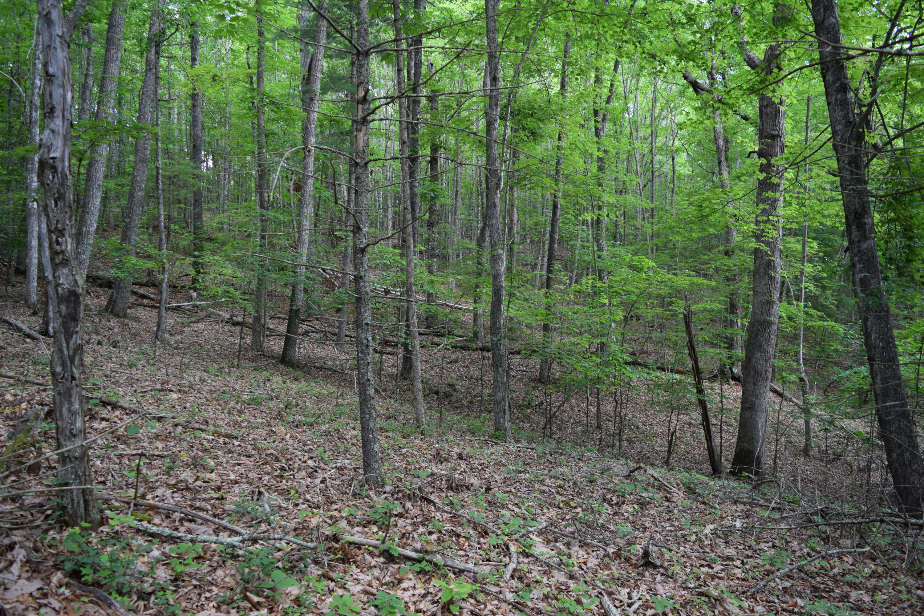 1866 Firehouse Road Northwest Willis, VA 24380 - Photo 18 of 78 DSC_1350