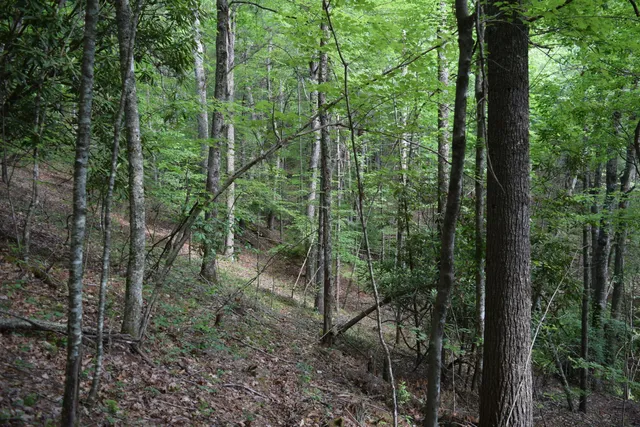 a view of a lush green forest