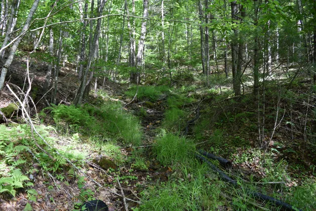 a view of a lush green forest