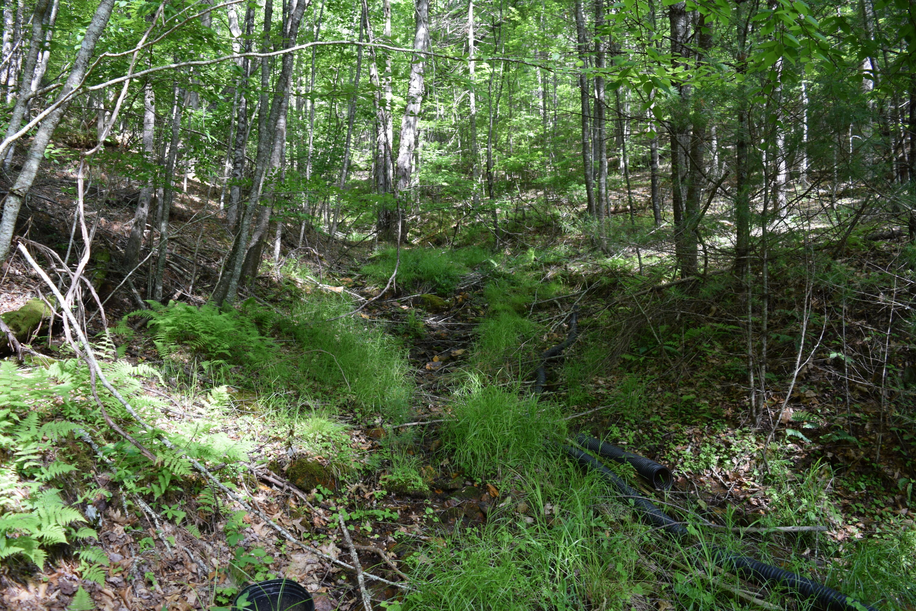 1866 Firehouse Road Northwest Willis, VA 24380 - Photo 21 of 78 a view of a lush green forest