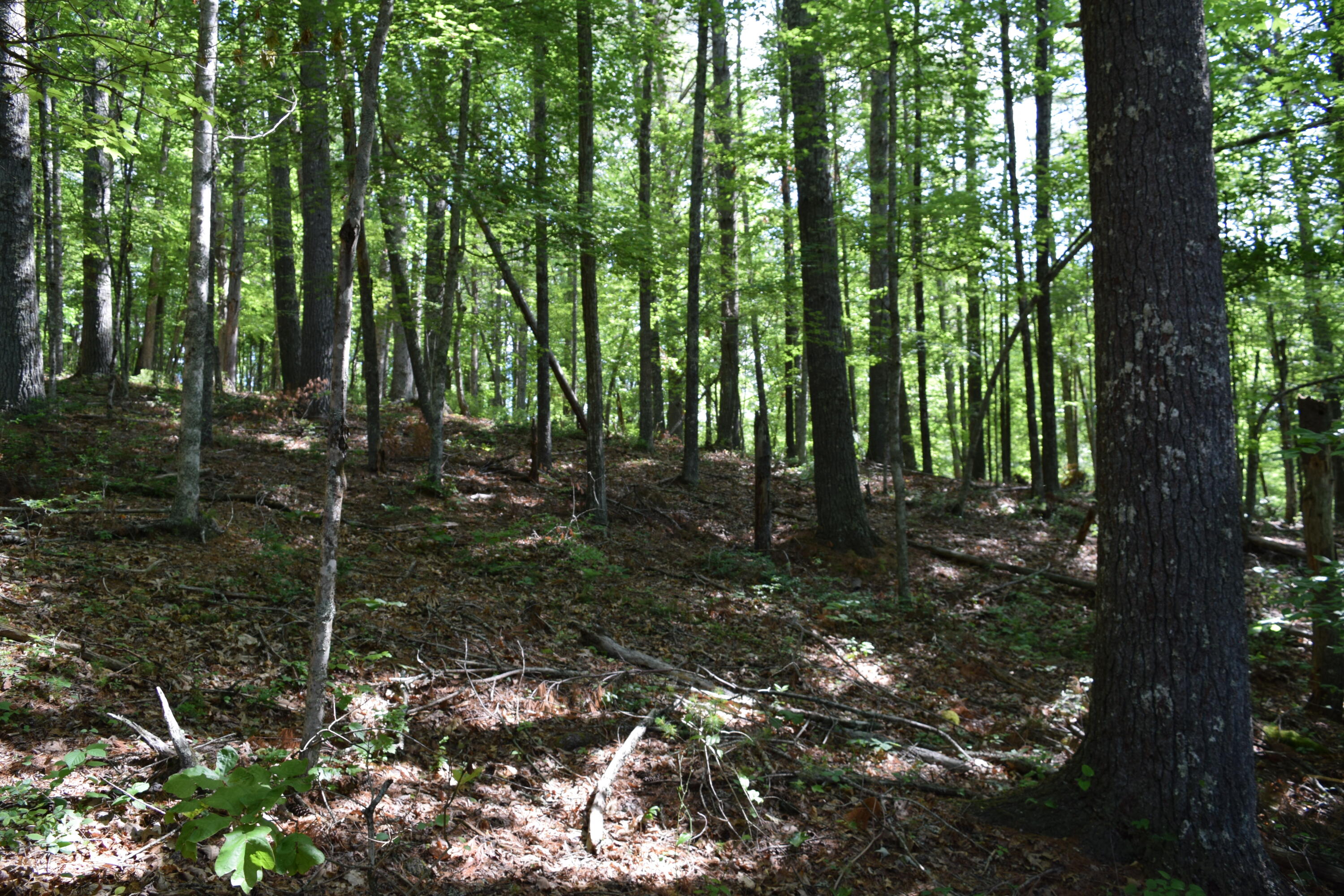 1866 Firehouse Road Northwest Willis, VA 24380 - Photo 25 of 78 a backyard of a house with lots of green space