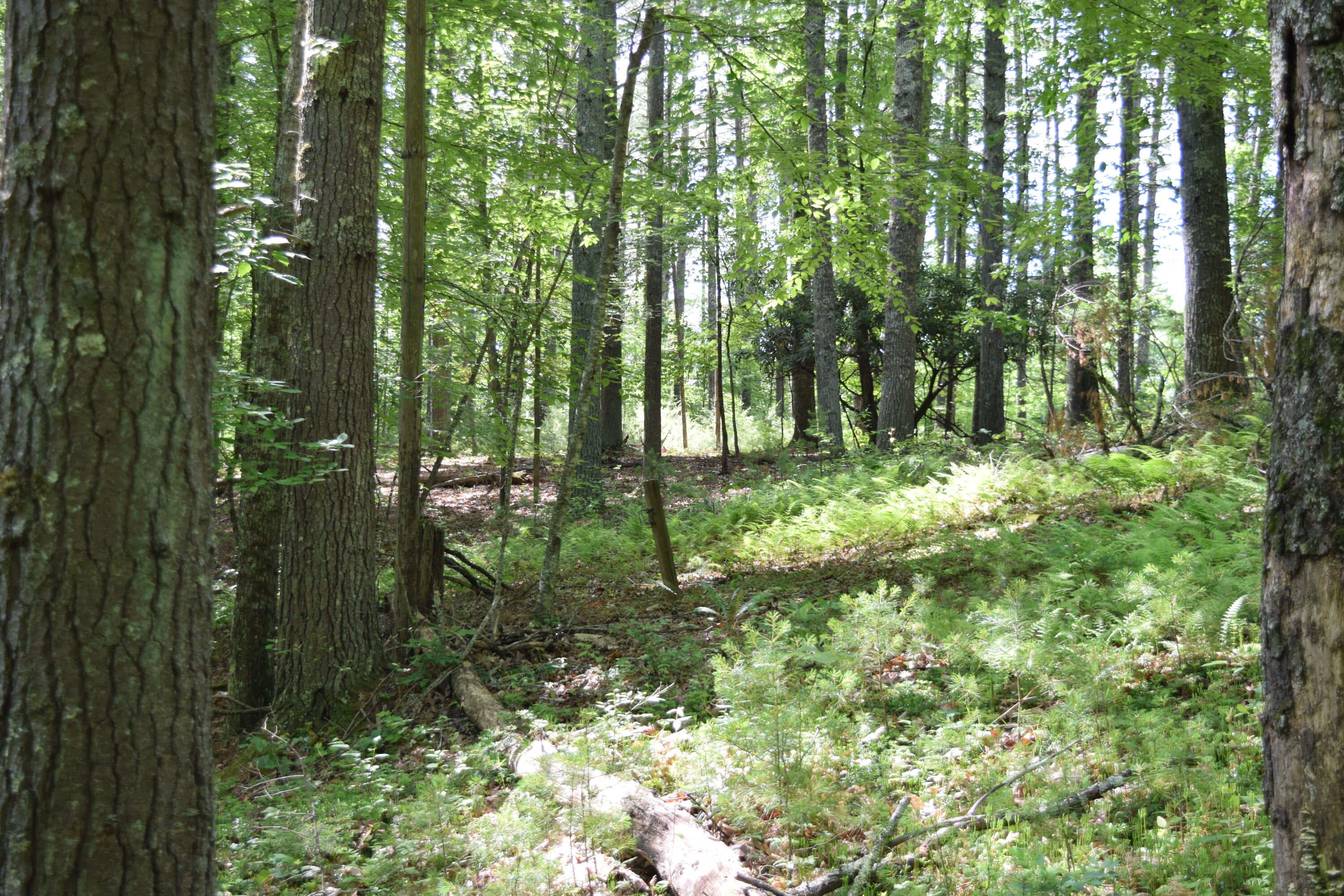 1866 Firehouse Road Northwest Willis, VA 24380 - Photo 27 of 78 DSC_1361