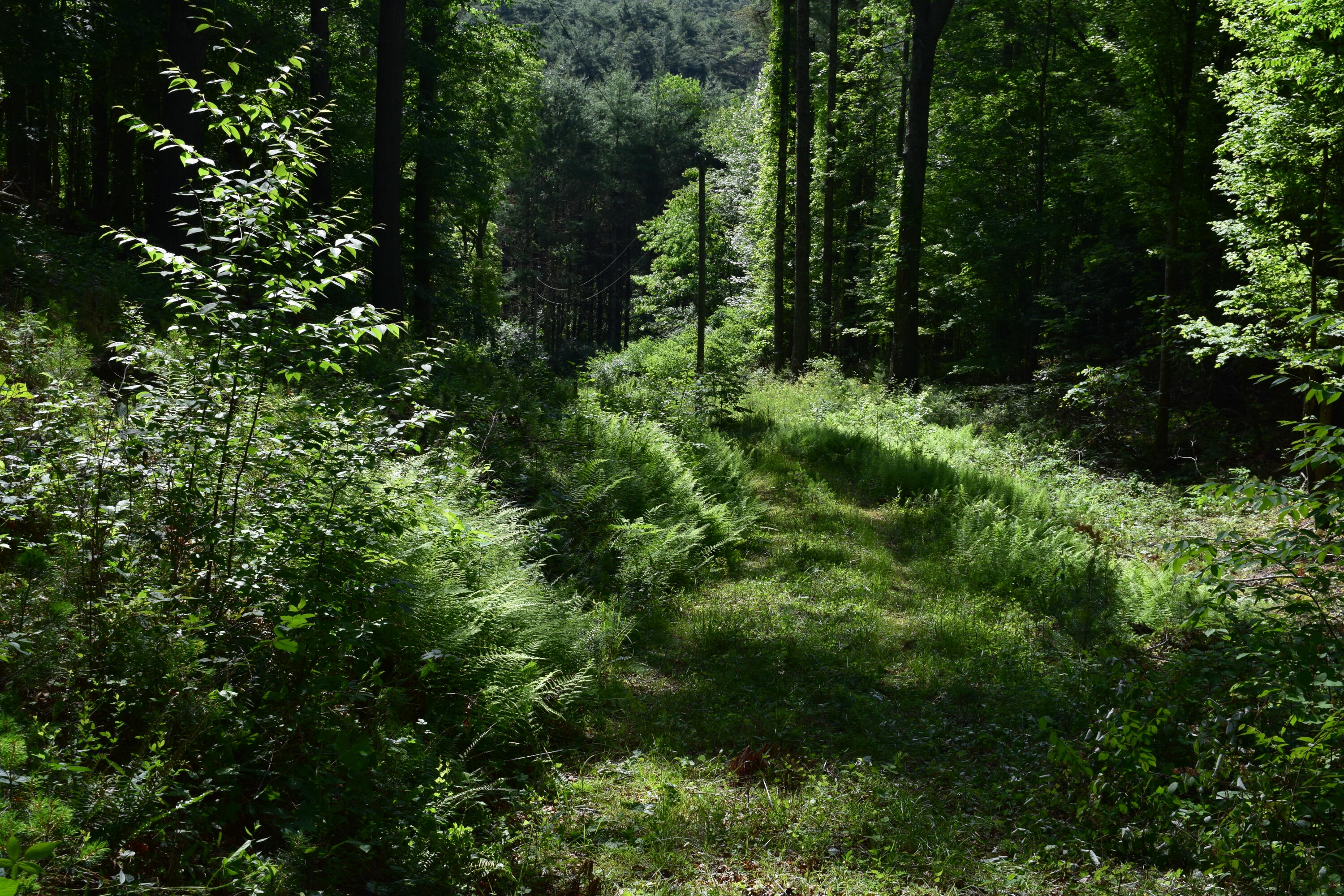 1866 Firehouse Road Northwest Willis, VA 24380 - Photo 28 of 78 a view of a lush green forest