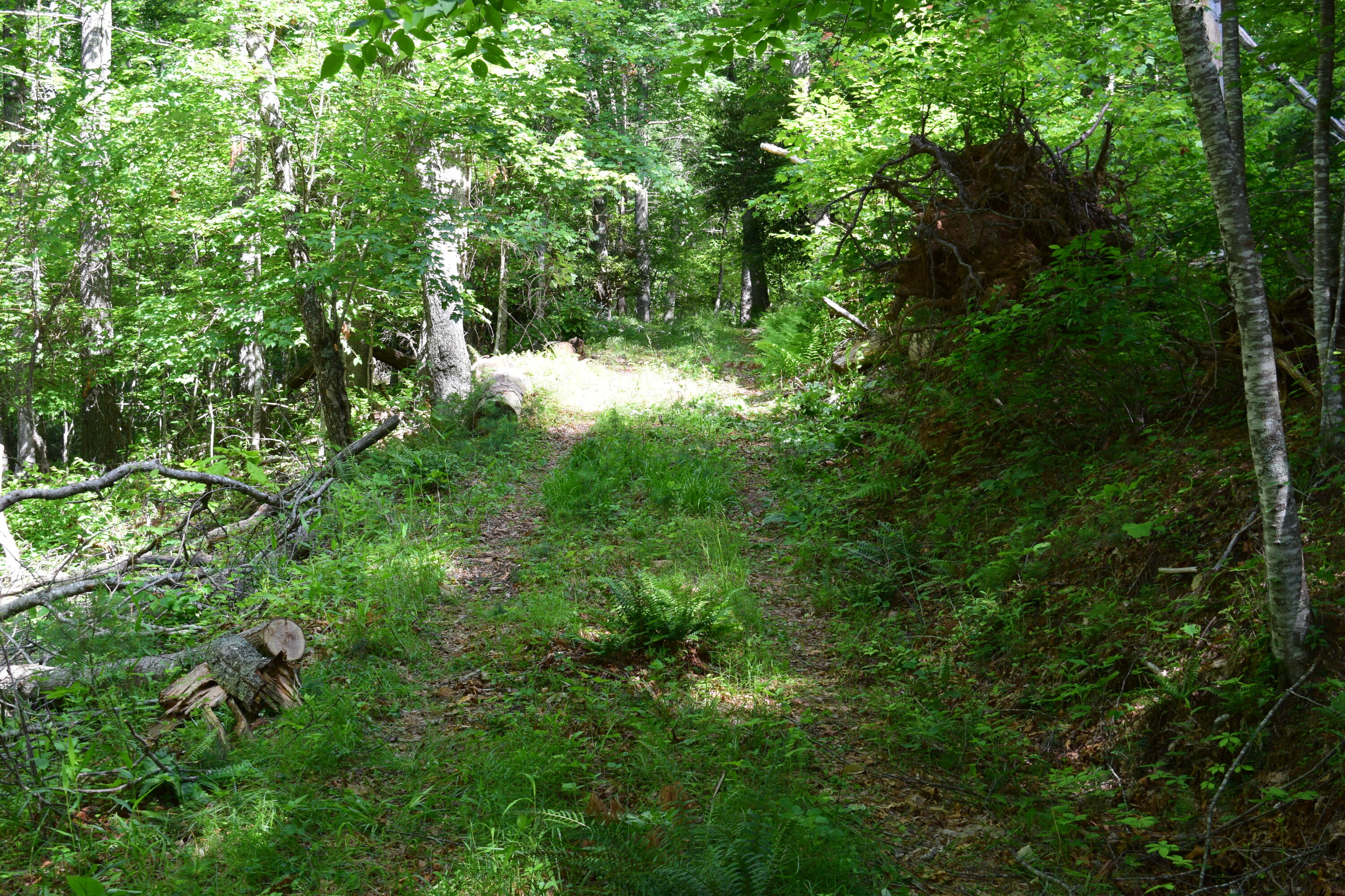 1866 Firehouse Road Northwest Willis, VA 24380 - Photo 29 of 78 a view of a lush green forest