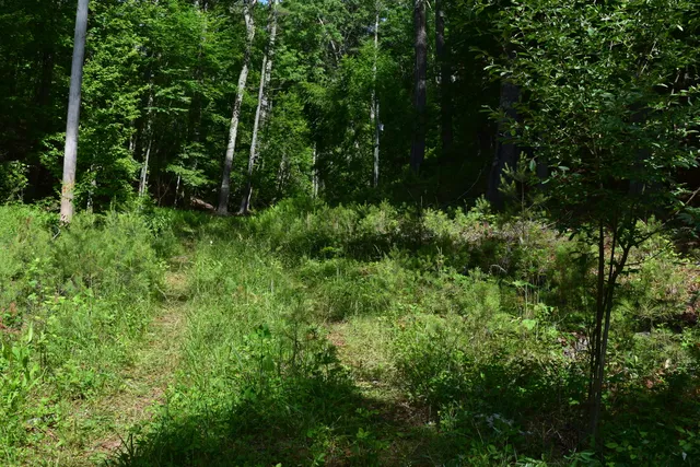 a backyard of a house with lots of green space