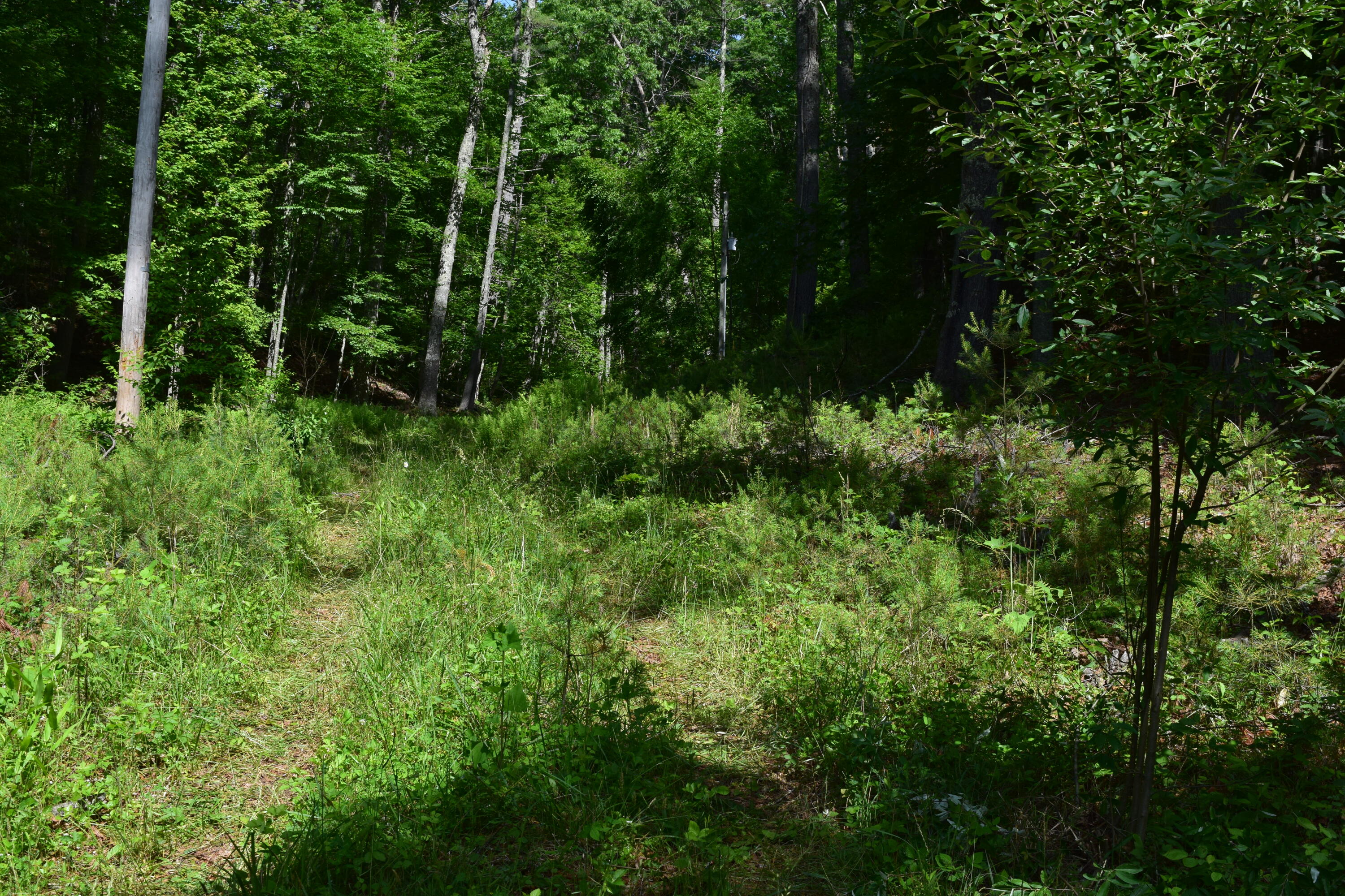 1866 Firehouse Road Northwest Willis, VA 24380 - Photo 30 of 78 DSC_1364