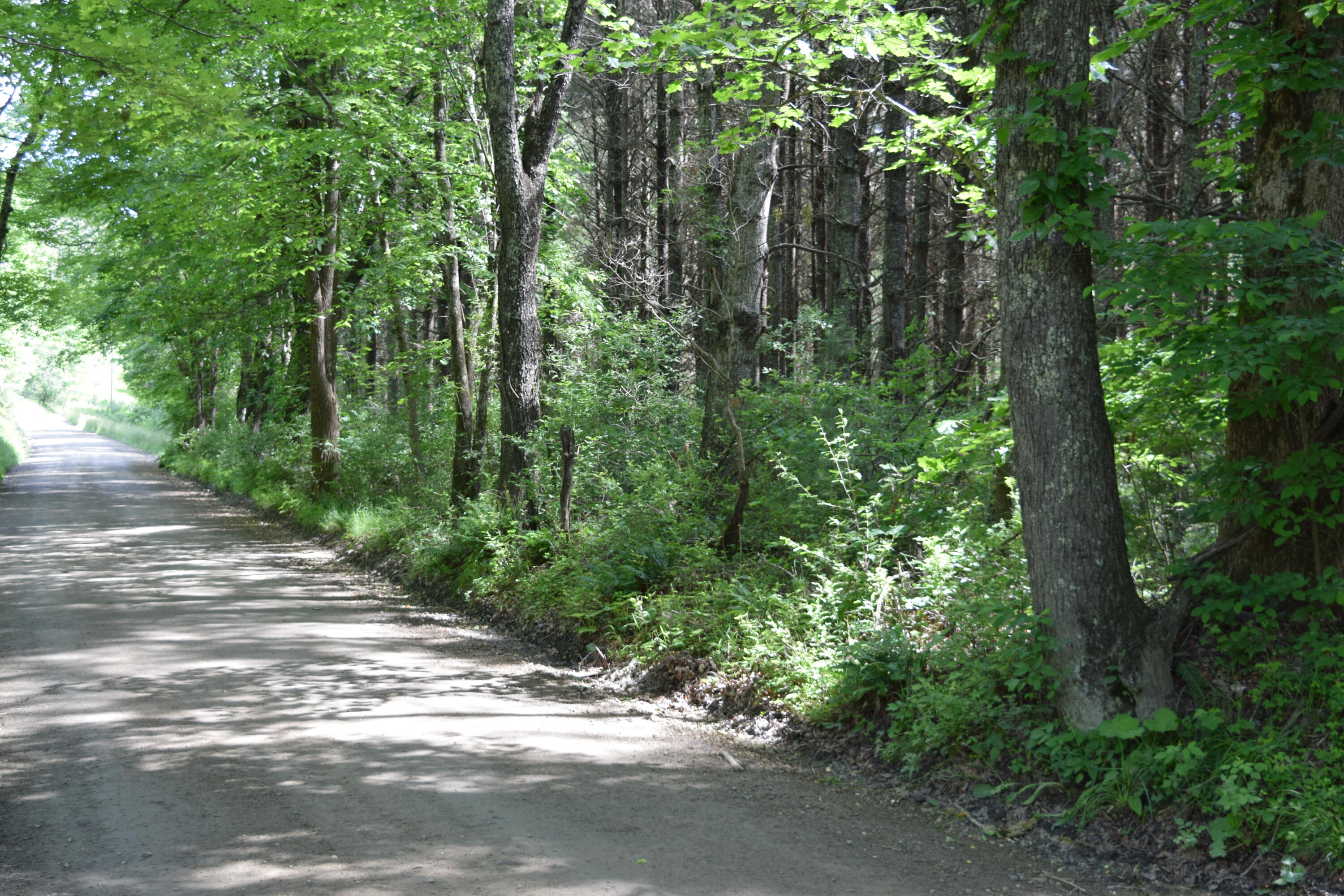 1866 Firehouse Road Northwest Willis, VA 24380 - Photo 3 of 78 a view of a forest with trees