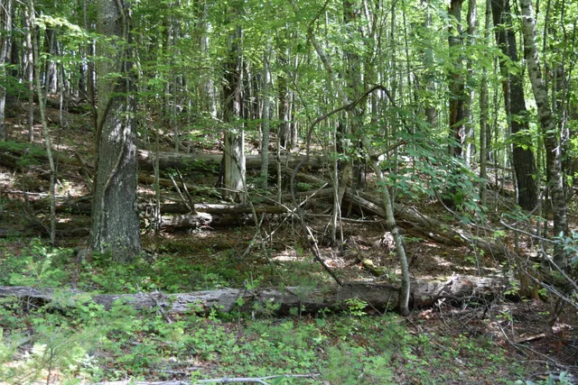 a view of a lush green forest
