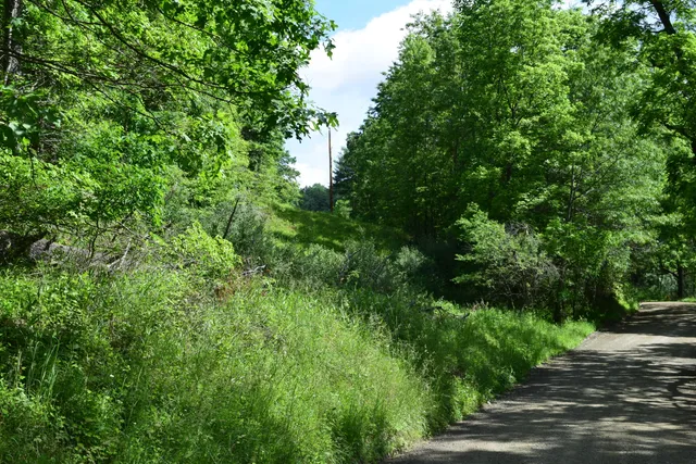 a view of a garden with plants