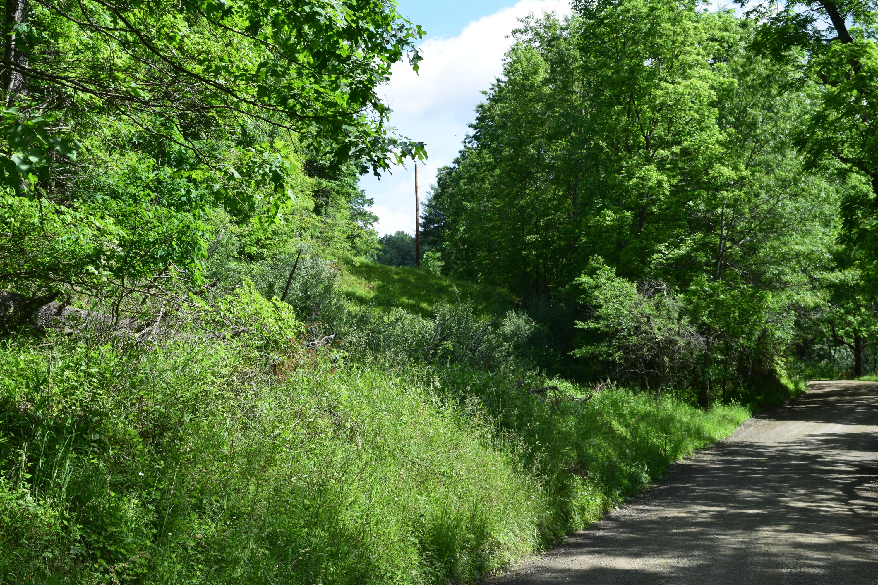 1866 Firehouse Road Northwest Willis, VA 24380 - Photo 33 of 78 a view of a lush green forest with large trees