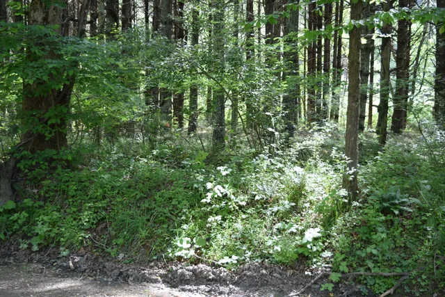 a view of a forest with a trees