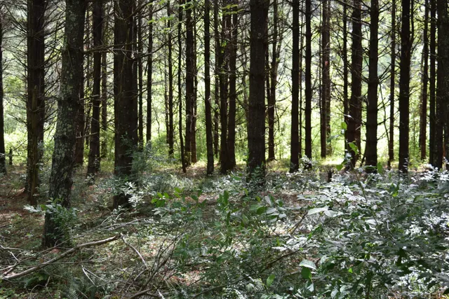 a view of a forest with lots of trees