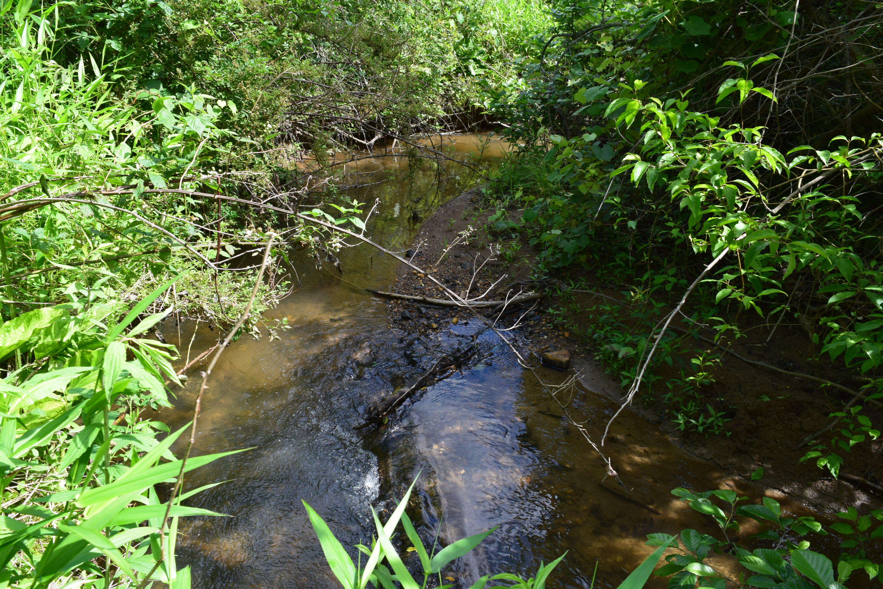 1866 Firehouse Road Northwest Willis, VA 24380 - Photo 37 of 78 a view of a forest