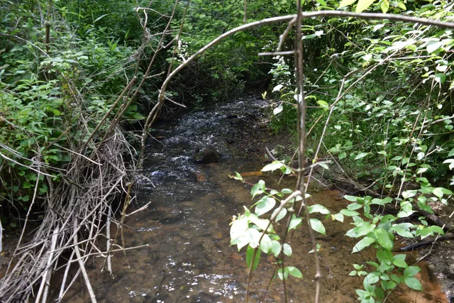 a view of a lush green forest