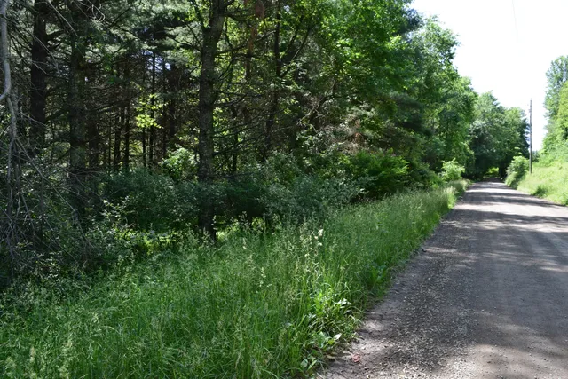 a view of a yard with plants and a trees