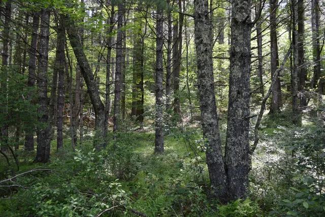 a view of outdoor space with trees