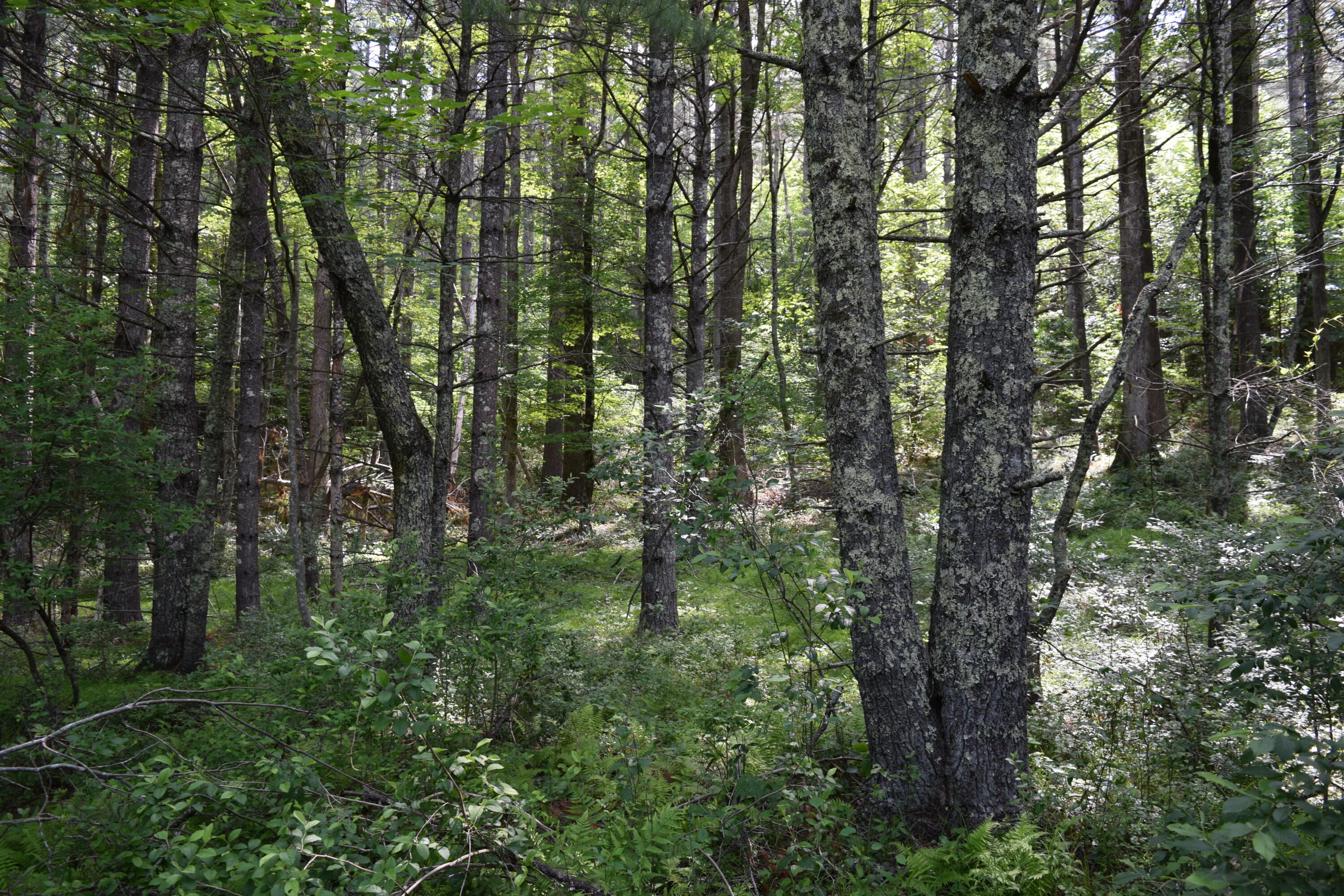 1866 Firehouse Road Northwest Willis, VA 24380 - Photo 41 of 78 DSC_1386