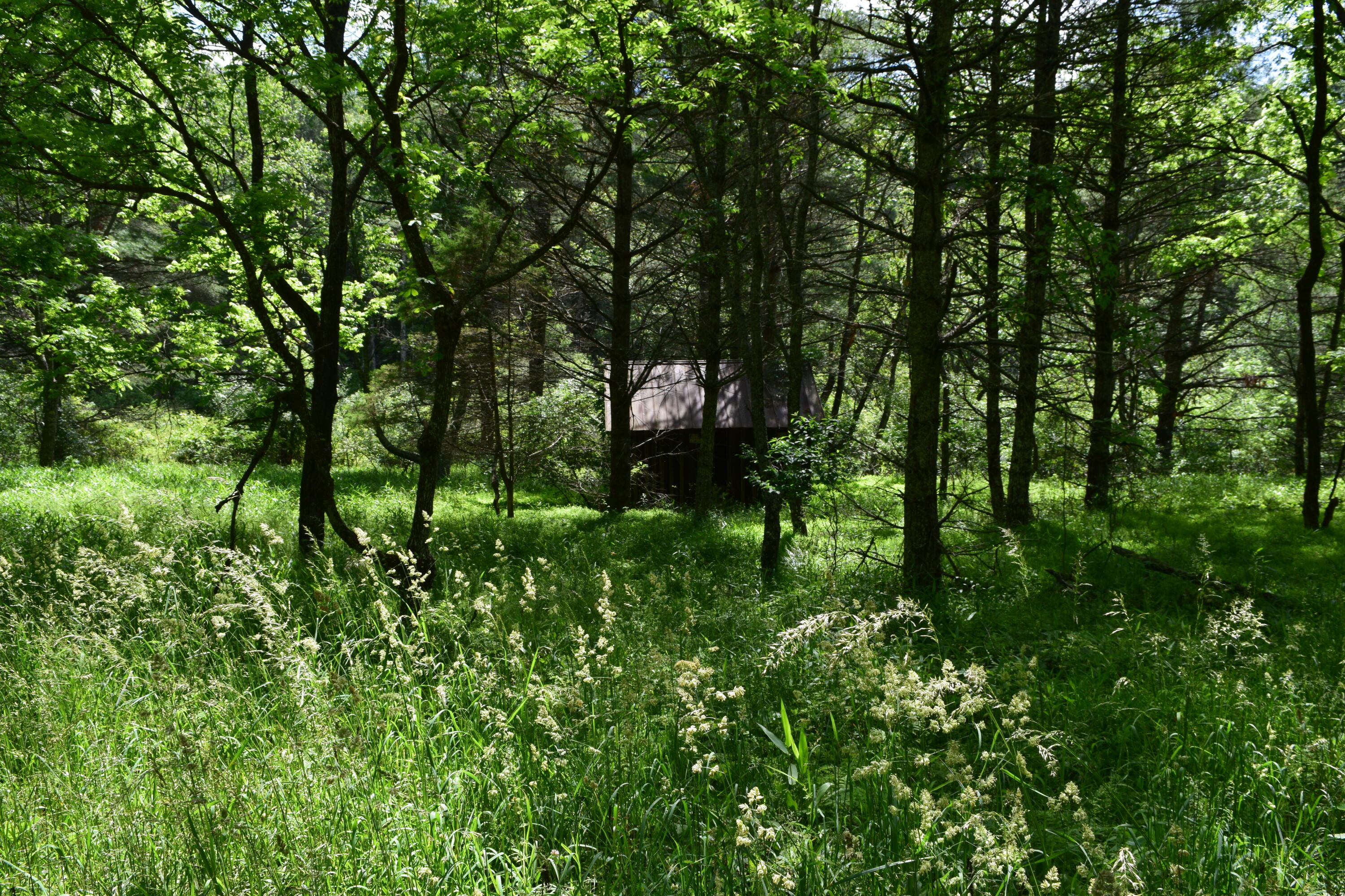 1866 Firehouse Road Northwest Willis, VA 24380 - Photo 42 of 78 a backyard of a house with lots of green space