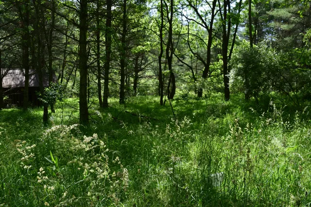 a view of a forest with trees in the background
