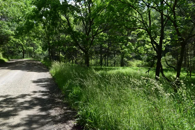 a view of a tree in a yard