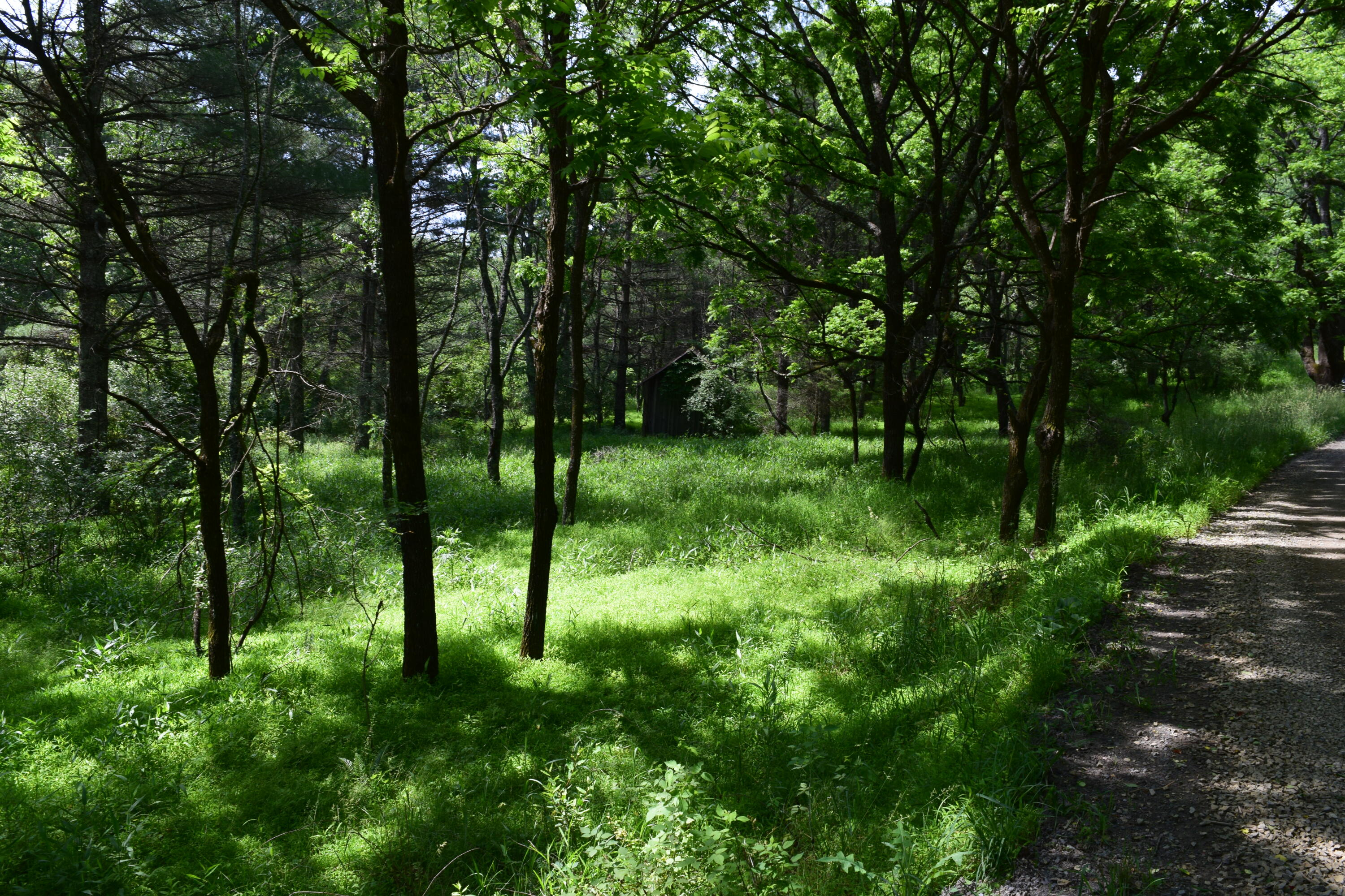 1866 Firehouse Road Northwest Willis, VA 24380 - Photo 46 of 78 a view of backyard with green space