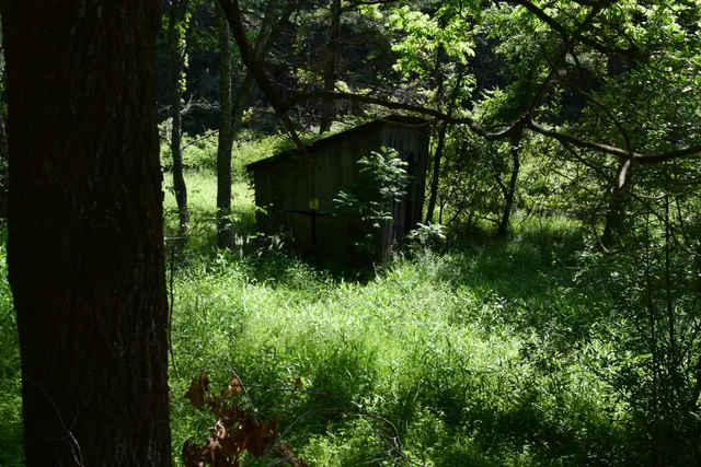 a view of a forest with trees in the background