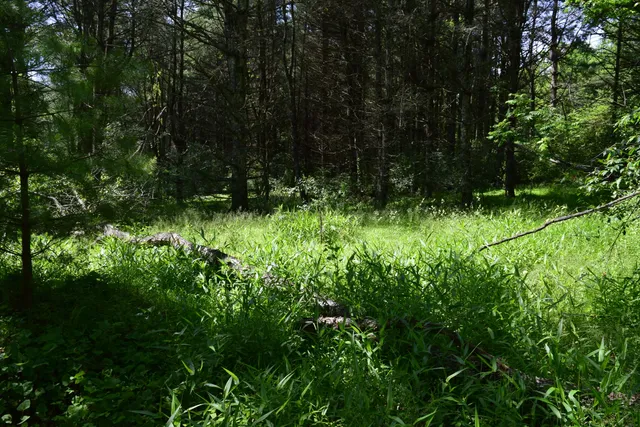 a view of outdoor space and green space