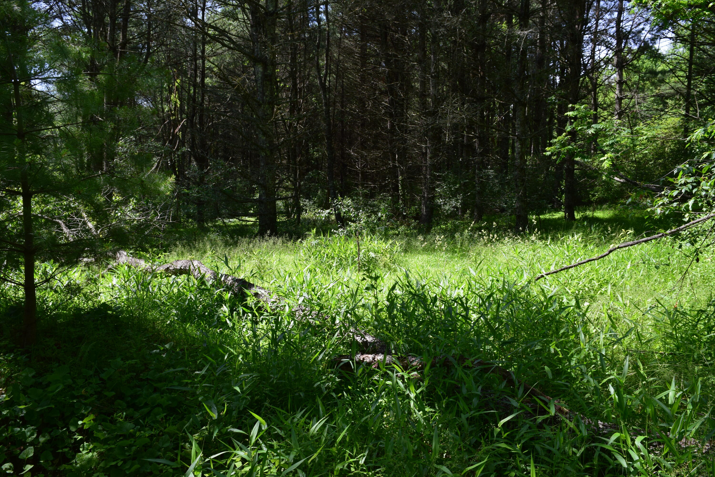 1866 Firehouse Road Northwest Willis, VA 24380 - Photo 49 of 78 DSC_1403