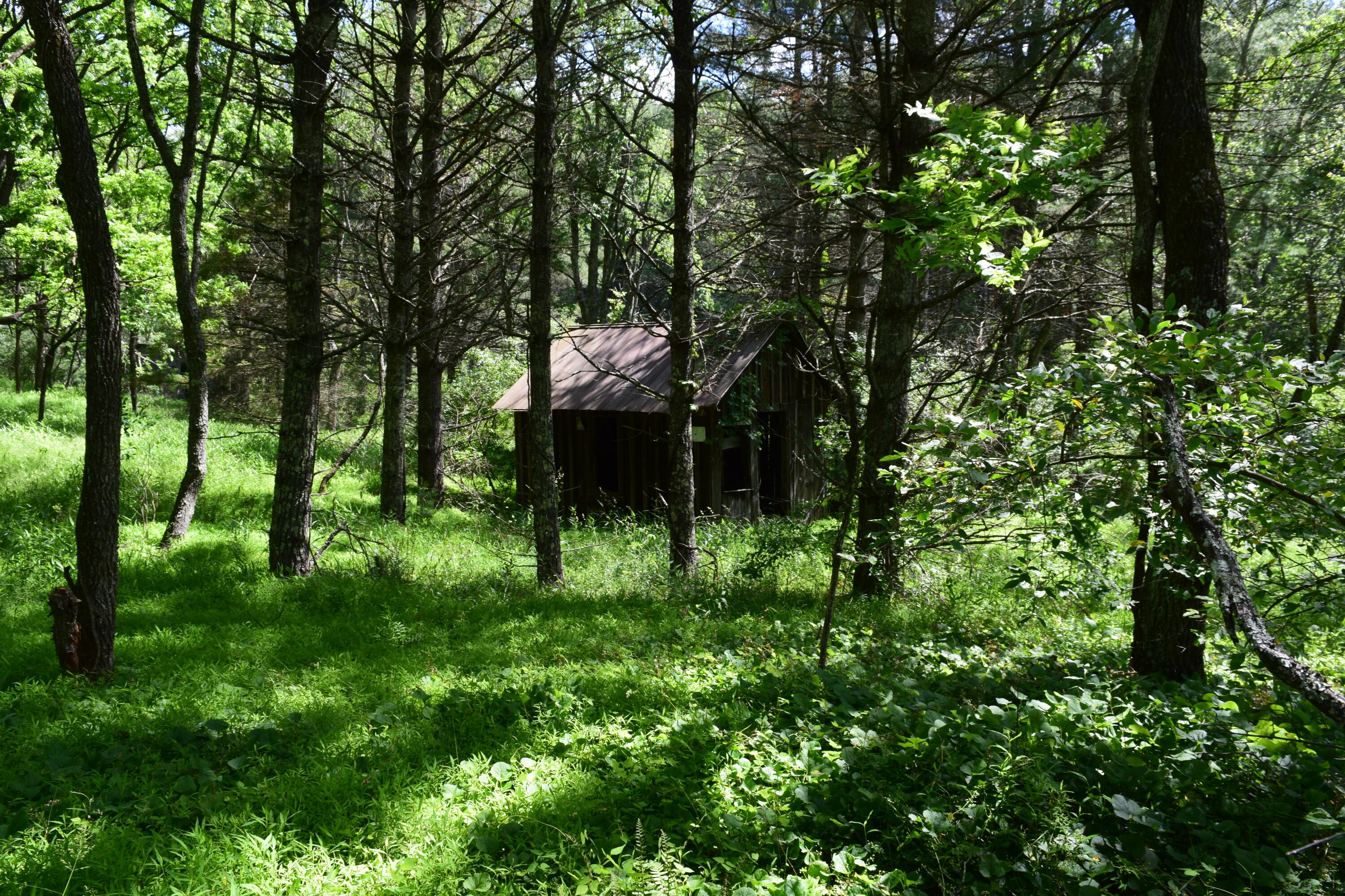 1866 Firehouse Road Northwest Willis, VA 24380 - Photo 50 of 78 a backyard of a house with lots of green space