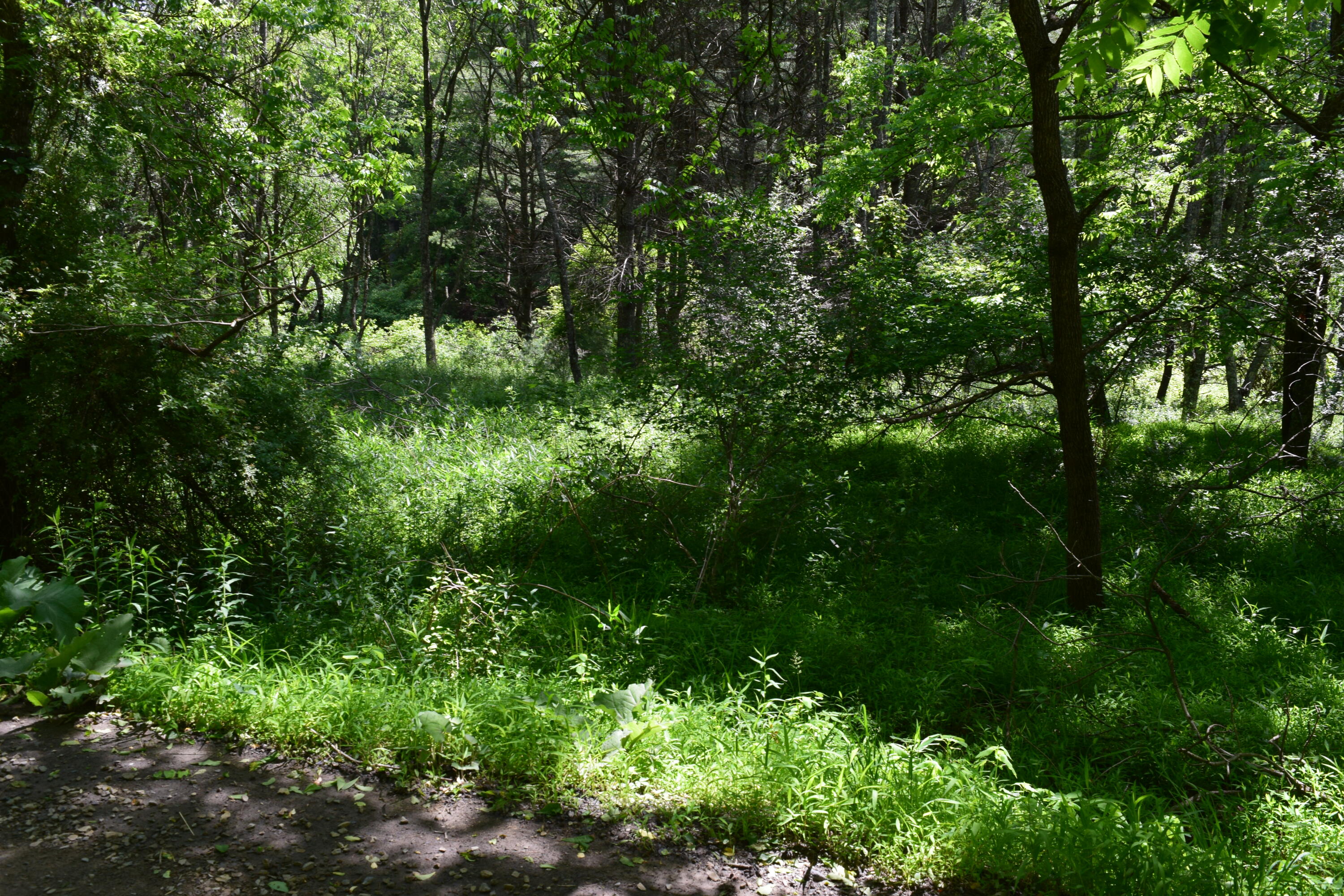 1866 Firehouse Road Northwest Willis, VA 24380 - Photo 52 of 78 a view of a lush green forest